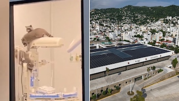 Rescatan a tres mapaches de