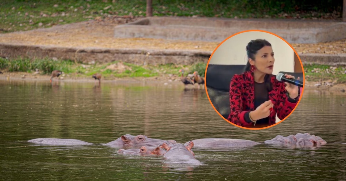 COLOMBIA AUTORIZA SACRIFICIO DE HIPOPÓTAMOS DE PABLO ESCOBAR