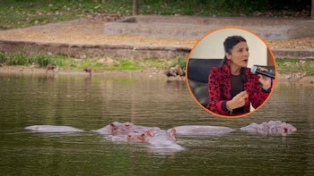 La solucion contra la invasión de los llamados hipopótamos de Pablo Escobar sería eliminar por lo menos 80: esta es la polémica decisión que tomó el Gobierno Petro