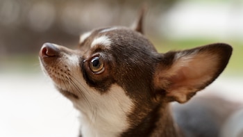 Así es como debes limpiar