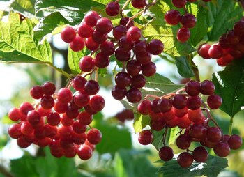 Comer bayas fermentadas puede provocar