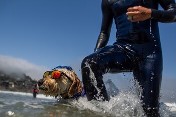 Todos los perros que participan