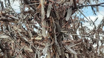 Langostas: fueron detectadas dos nuevas