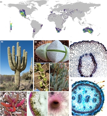 Mapa mundial de riqueza de especies, fotos de cactus y plantas suculentas, y cuatro micrografías de secciones transversales de tejidos vegetales