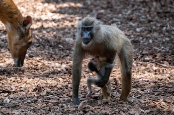 Nace en BIOPARC Valencia una cría de dril. (BIOPARC Valencia)