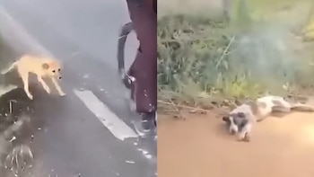 En imágenes: indignación en Huila por dos casos de maltrato animal en Pitalito; comunidad exige justicia