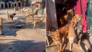 Albergue canino en Guadalajara enfrenta