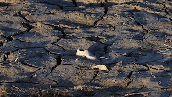 El estado de Texas enfrenta inversión histórica de al menos USD 174.000 millones para evitar crisis hídrica