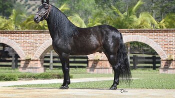 El caballo más caro de