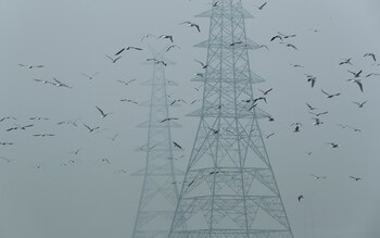 FILE PHOTO: Birds fly next