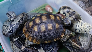 El Servicio Nacional Forestal y