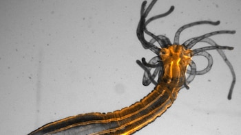 El estudio muestra que Nematostella