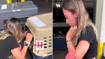 Emotivo reencuentro de una joven con sus tres perros tras viajar desde Colombia hasta Estados Unidos. (TikTok)