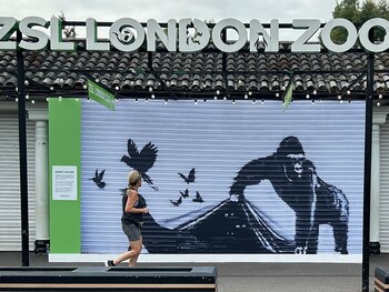 Una corredora pasa frente a una reproducción de un mural de Banksy afuera del Zoológico de Londres, el domingo 18 de agosto de 2024. (AP Foto/Brian Melley)
