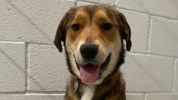 Bailey, la perra que se