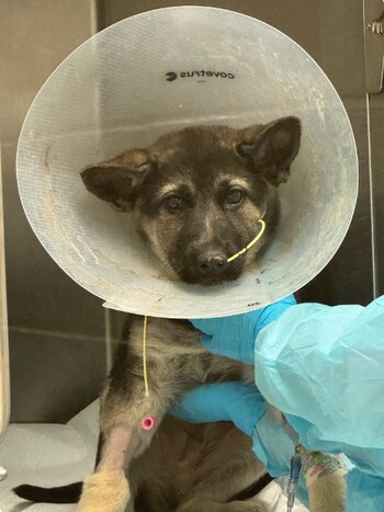 pastores alemanes, perros, razas de perros, animales, mascotas, noticias de animales, noticias de mascotas, rescate animal, abandono animal, maltrato animal