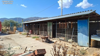 Detenido por maltrato y abandono animal el dueño de una rehala de Toledo, donde se hallaron 14 perros muertos