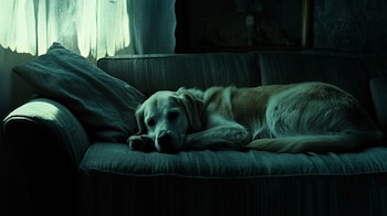 Los animales no deben ser