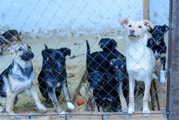 Muchos de los mascotas que