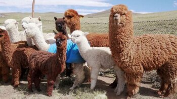 El día de la alpaca