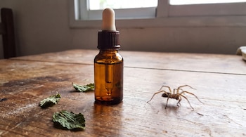 Frasco de vidrio ámbar con gotero sobre una mesa de madera, con aceite, tres hojas secas de menta y una araña cerca de una ventana.