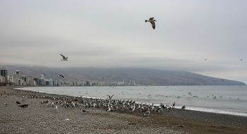 Numerosas gaviotas y aves en playa de guijarros, frente a un mar. Ciudad con edificios y montañas cubiertas de niebla, bajo un cielo nublado.