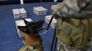 De Estados Unidos a Sídney: el inusual recorrido de un cargamento de droga que fue interceptado en Panamá