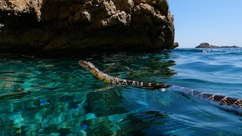Culebra de herradura nadando. (Rubén Casas/CREAF)