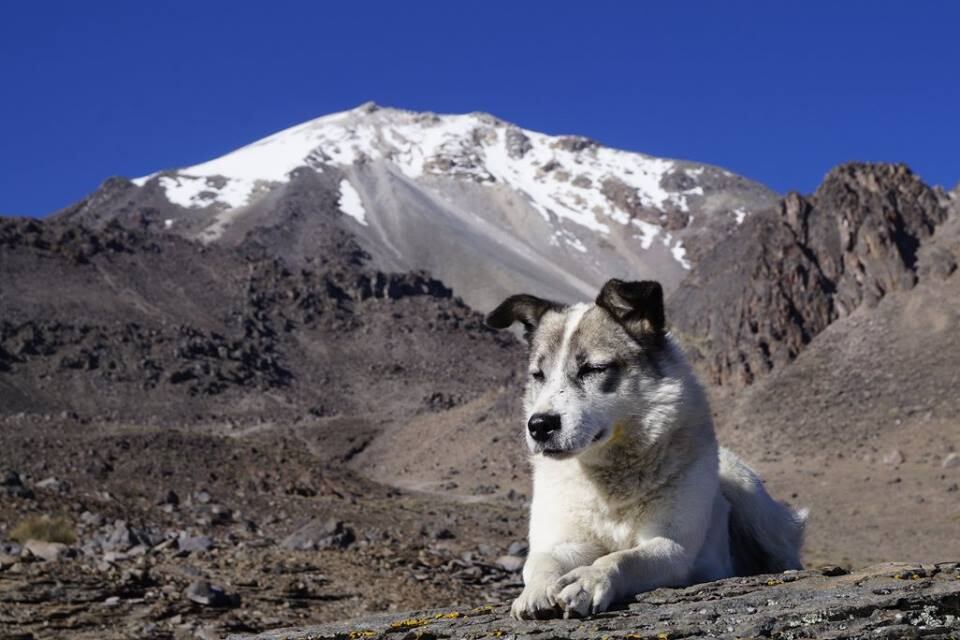 Citla, el perro que cuidaba a los montañistas en el Pico de Orizaba —(Facebook/ Layo Aguilar, Citla)