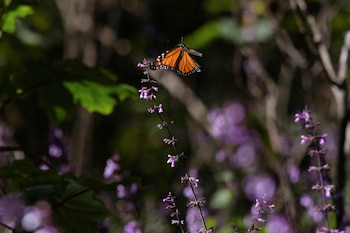 Las mariposas monarca están relacionadas con este Pueblo Mágico. REUTERS/Quetzalli Nicte-Ha./File Photo