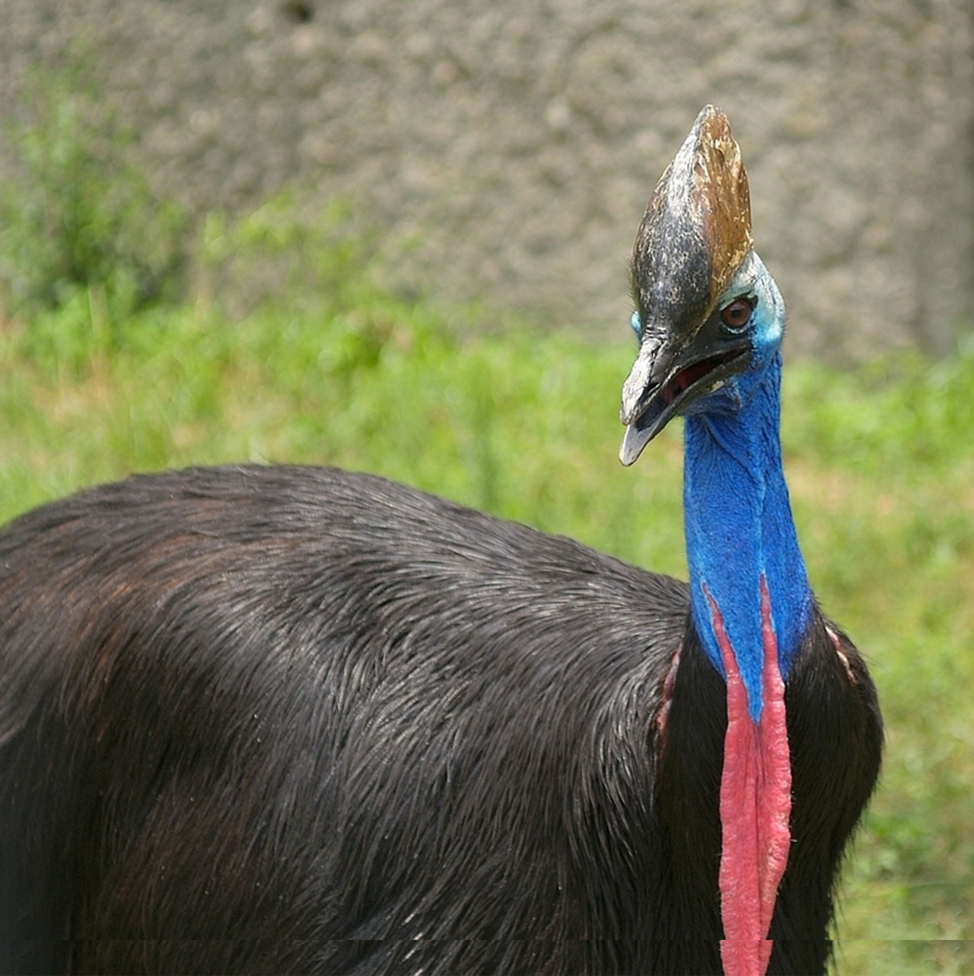 El casuario, conocido como el ave más peligrosa del mundo, enfrenta una amenaza de extinción que pone en riesgo la biodiversidad de los bosques tropicales de Oceanía (Wikimedia Commons)