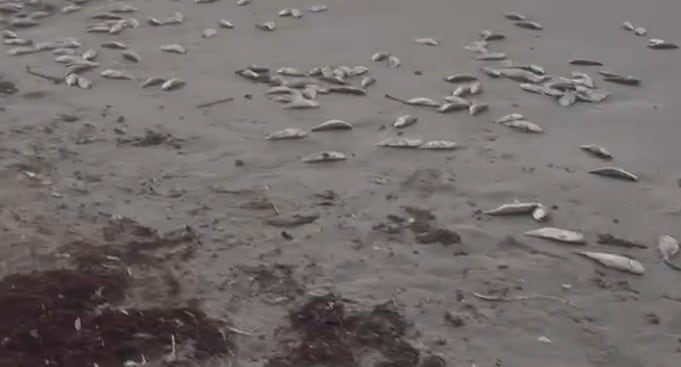 Texas mantiene la vigilancia sobre una floración de marea roja frente a Galveston. (Angela Derringer)