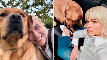 Animales, Mascotas, Oscar