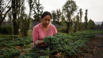 Los servicios y el campo