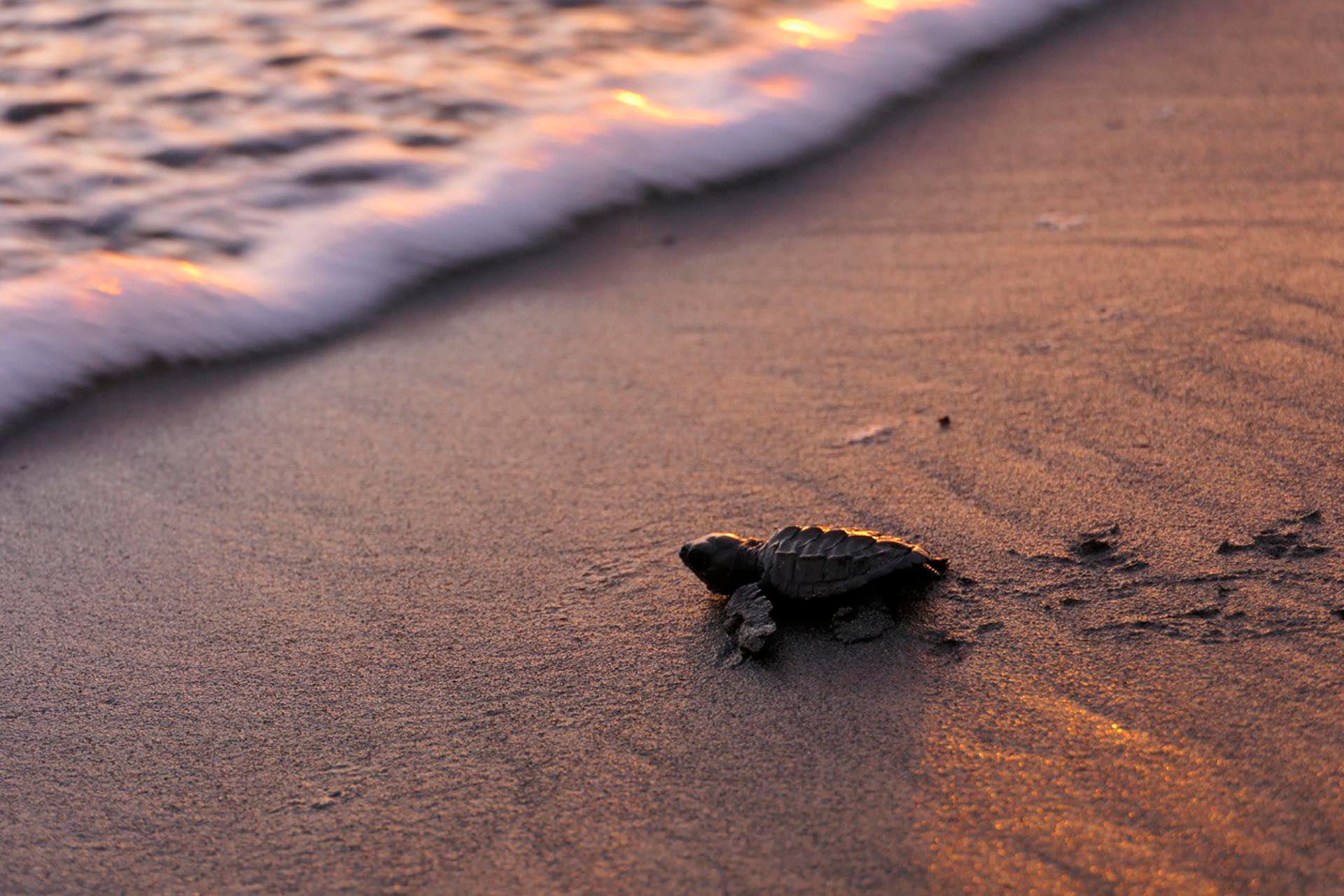 Una pequeña tortuga marina avanza decididamente hacia las olas en su primer viaje al mar. (reservaplayatortuga.org)