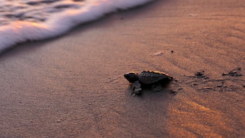 Buscan voluntarios en una playa caribeña de Costa Rica para cuidar tortugas marinas en peligro de extinción con todo incluido