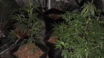 Varias plantas de cannabis verdes con hojas en forma de palma crecen en macetas negras sobre tierra, con un fondo oscuro y reflectante