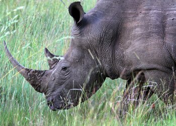 La alta demanda de mascotas