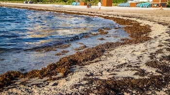 La “invasión” de las algas