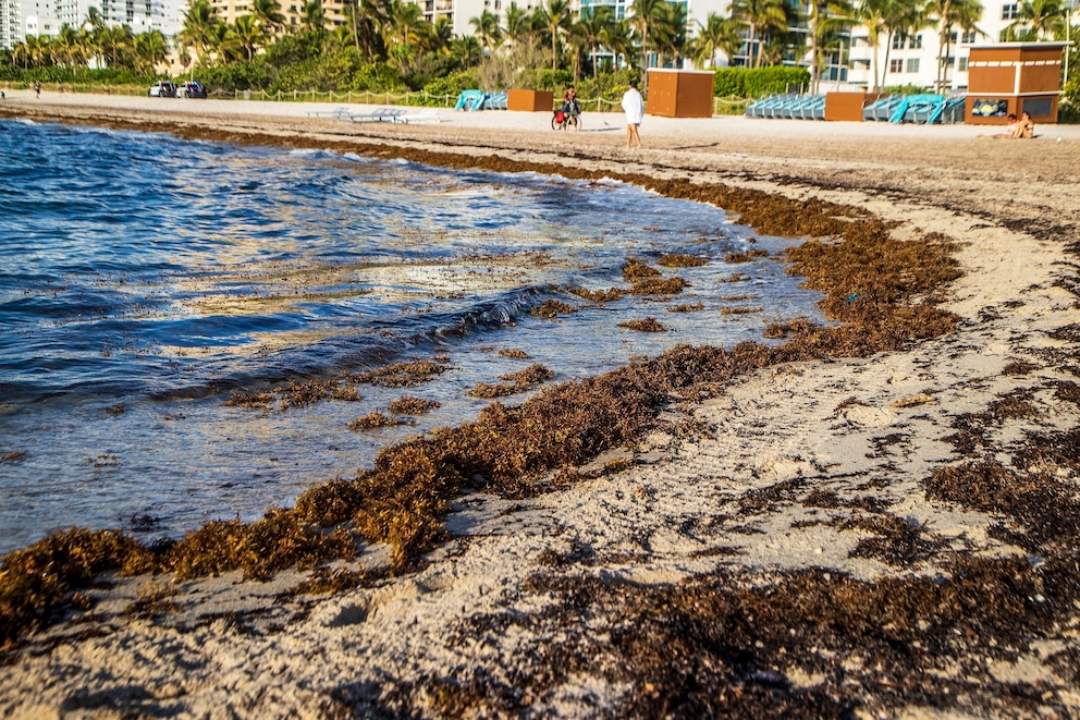 Las playas de Miami están cubiertas de sargazo en niveles récord (1)
