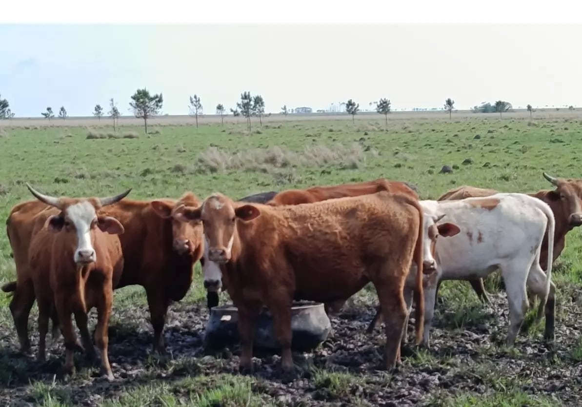 La ganadería bovina fue una de las cuatro actividades que el semáforo de Coninagro ubicó en verde en abril de 2026, con precios al productor que crecieron por encima de la inflación. (Inta)
