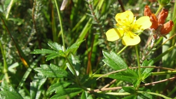 La tormentilla, una flor común en España y regiones de Europa (Wikimedia Commons)