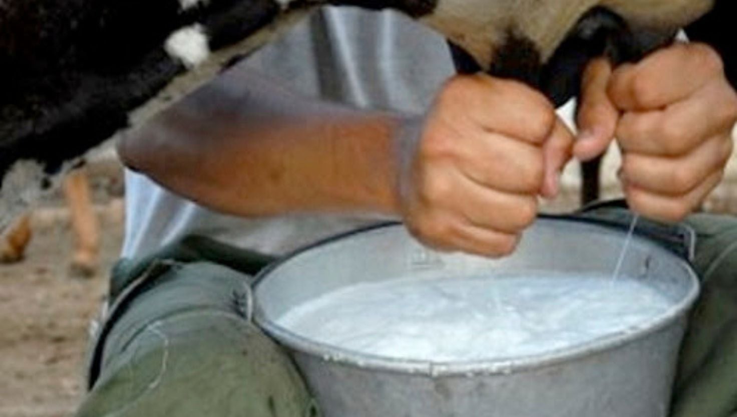 Varios productores trasladaron reses hacia Sonsonate y Chalatenango ante la pérdida de pastos en la zona oriental.