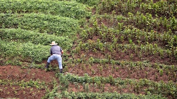 Honduras mantiene 77 conflictos por la tierra y recursos naturales en medio de creciente tensión social
