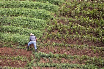 Diversos sectores consideran que la normativa podría influir en los conflictos agrarios que históricamente han afectado varias regiones del país. (FOTO: EFE/Gustavo Amador)