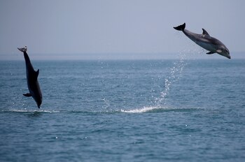 Dolphins jump out of the