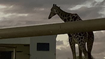 El animal supuestamente esta expuesto a las bajas temperaturas