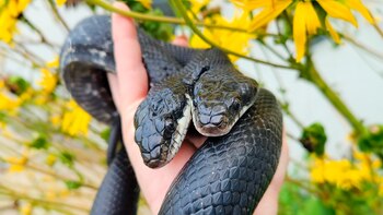 Los veterinarios del Zoológico de
