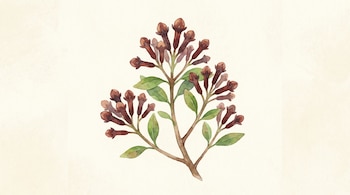 Ilustración en acuarela de una rama de clavo con numerosos botones florales de color marrón oscuro y pequeñas hojas verdes, sobre un fondo claro.