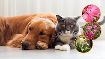 Las tres plantas que no debes plantar en tu jardín si tienes perros o gatos